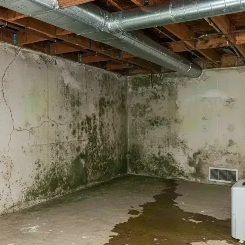 Professional Mold Removal in Fate, TX